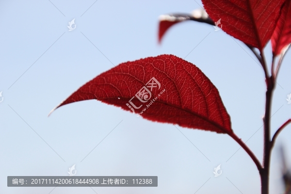 秋意正濃,葉,樹葉,紅葉,秋天