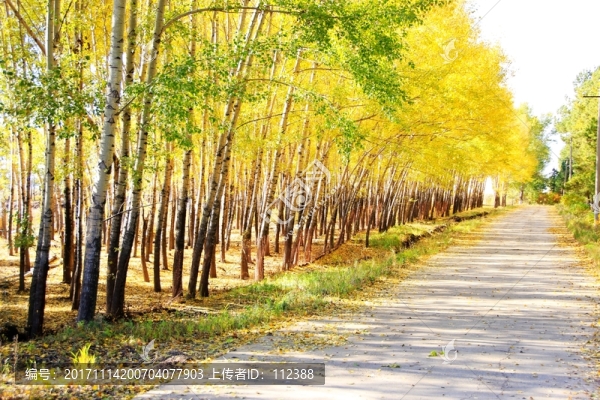 樹林,樹陰,林蔭道,楊樹,樺樹