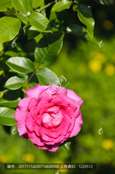 花園