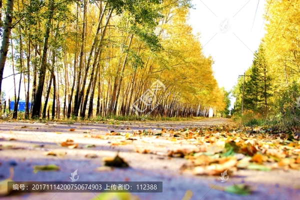 樹林,樹陰,林蔭道,楊樹,樺樹