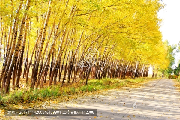 樹林,樹陰,林蔭道,楊樹,樺樹