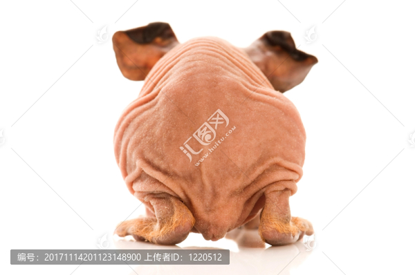 動物