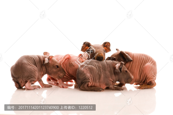 隔離的
