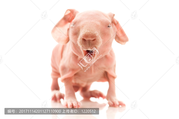 動物