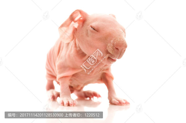 隔離的