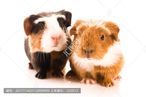 動物