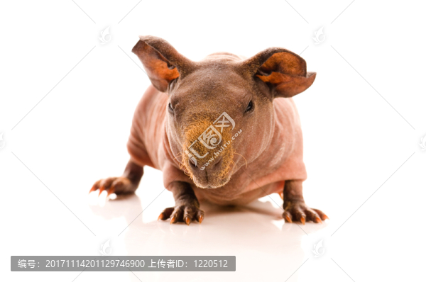 動物