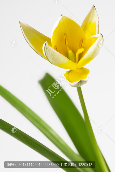 野生郁金香（tulipa,sylvestris）