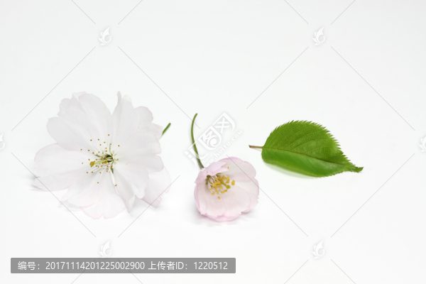 櫻花