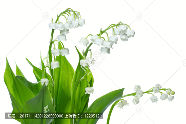 鈴蘭（鈴蘭草majalis）