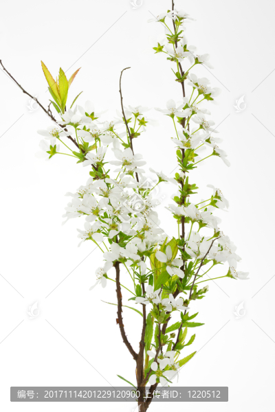 新娘spiere,,-,關(guān)閉