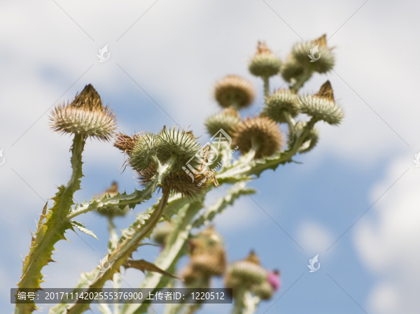 薊
