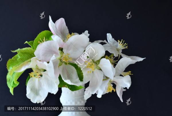 蘋果開花