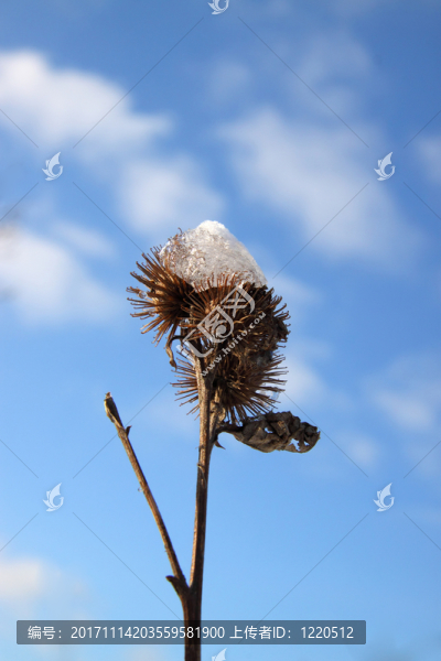 雪中??的大牛蒡