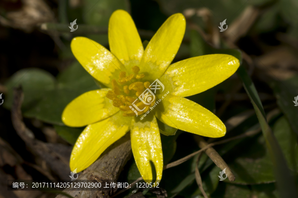 花