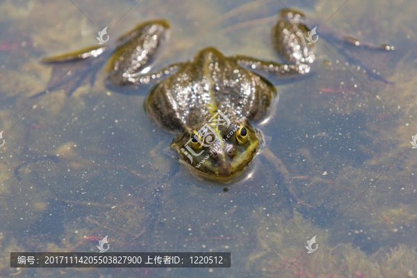 兩棲動(dòng)物