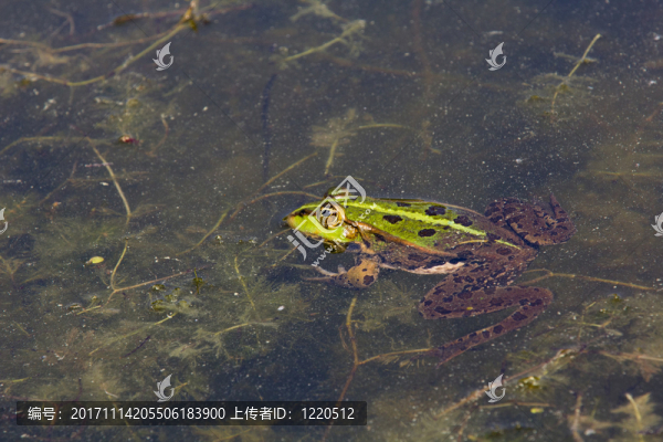 兩棲動(dòng)物