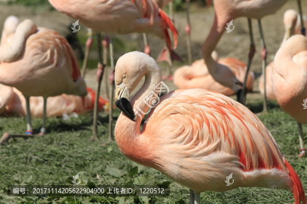動物