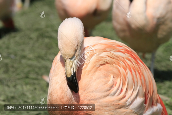 動(dòng)物