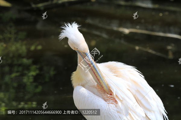 鳥