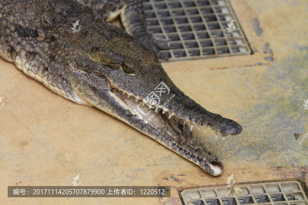 鱷魚在特寫鏡頭