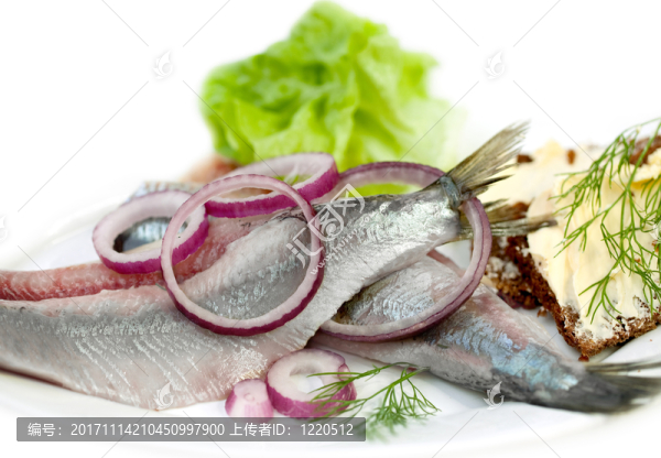 matjes鯡魚