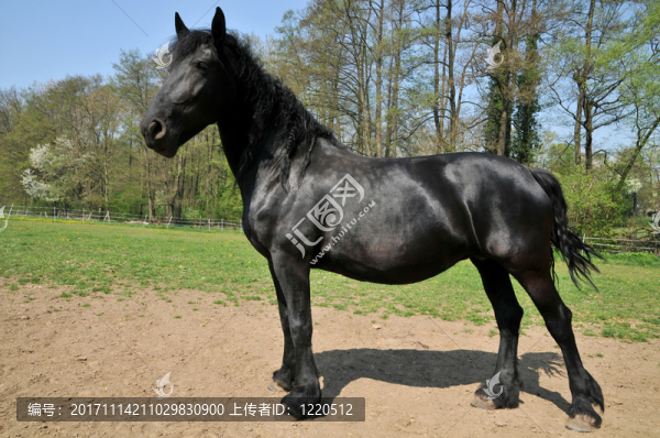 馬