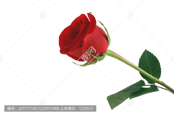 花園