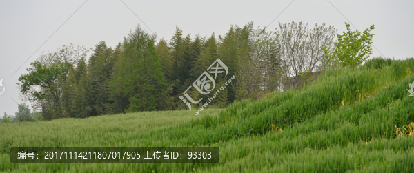 田原田野