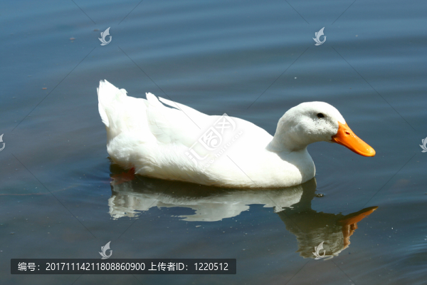 特寫鏡頭