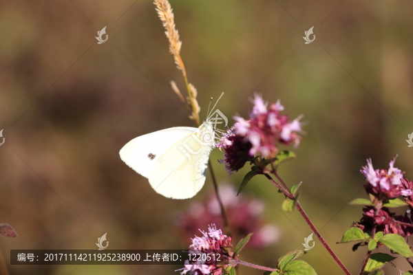 緊密的