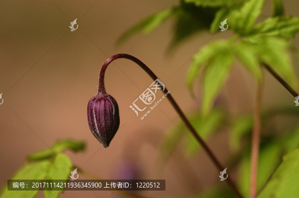 堿處理的脂多糖