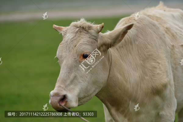 山羊