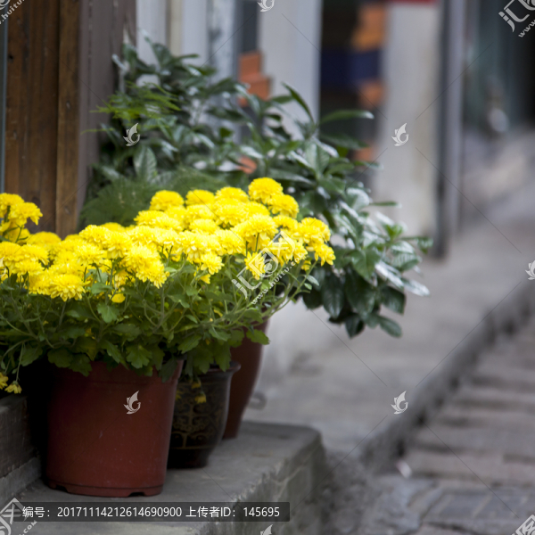 門前菊花