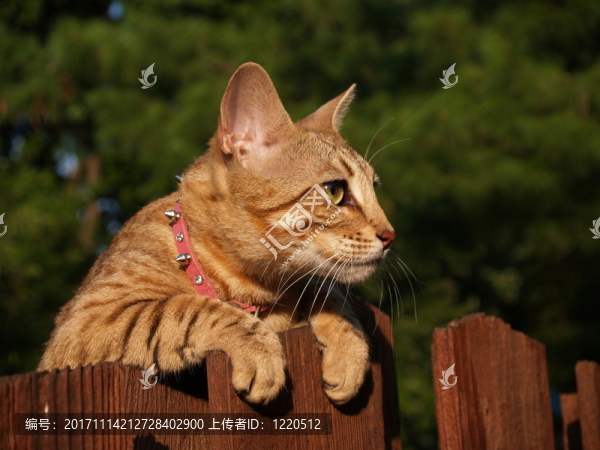 女性的
