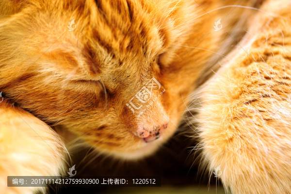 特寫鏡頭