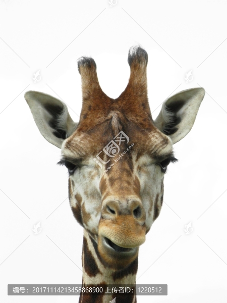 動物