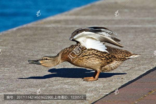 動物