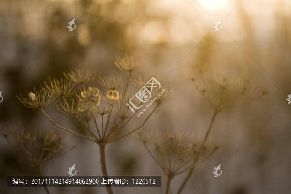 草甸植物背光