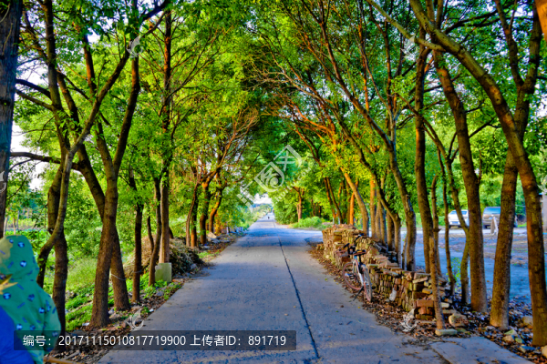 林蔭道