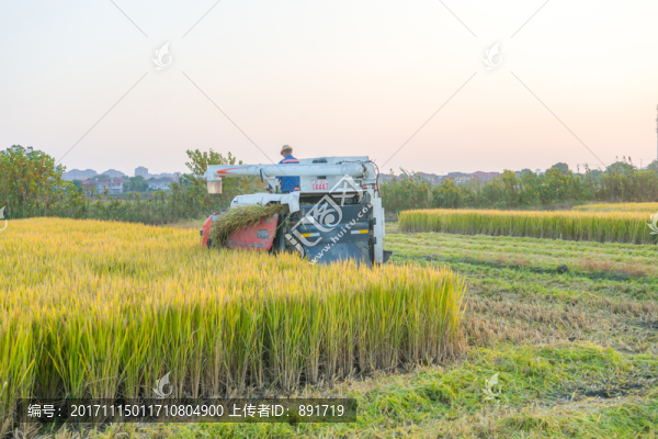 稻田,高清大圖
