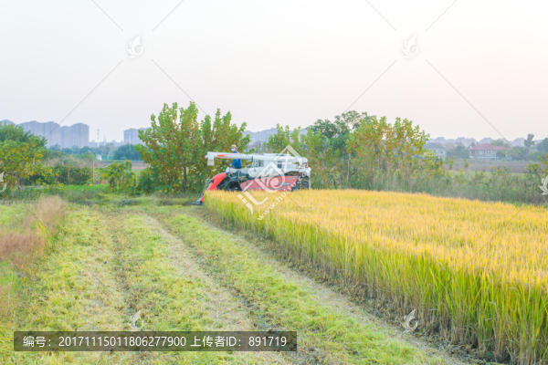稻田,高清大圖