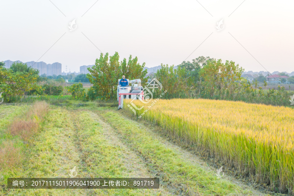 稻田,豐收
