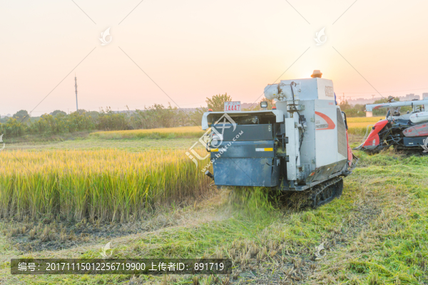 稻田,高清大圖