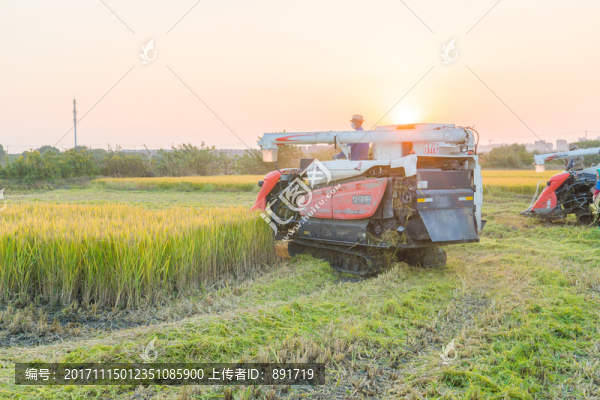 稻田,高清大圖