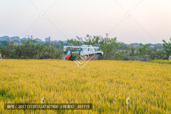 稻田,高清大圖