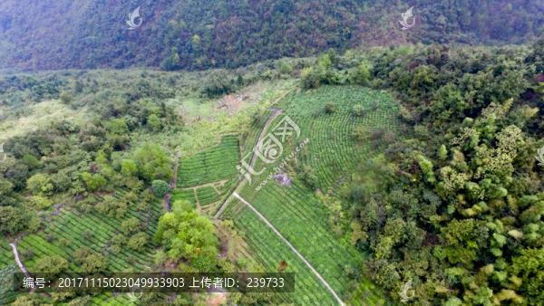 茶園茶山