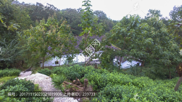 茶園茶山