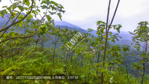 茶園風(fēng)光