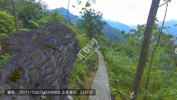 茶園風(fēng)光